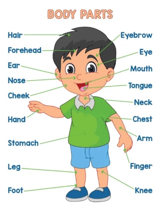 Head, Shoulders, Knees, and Toes: Human Body Learning for Little Ones