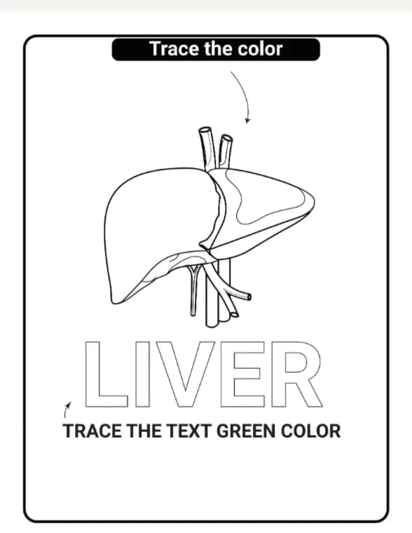 Head, Shoulders, Knees, and Toes: Human Body Learning for Little Ones - Image 10