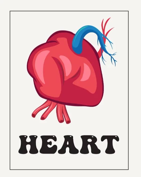 Head, Shoulders, Knees, and Toes: Human Body Learning for Little Ones - Image 7