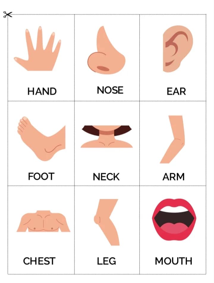 Head, Shoulders, Knees, and Toes: Human Body Learning for Little Ones - Image 5